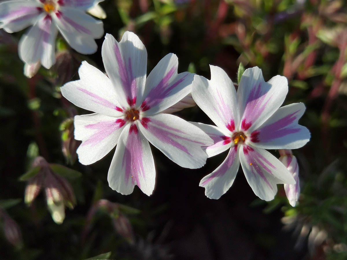Phlox subulata 'Candy Stripes' en fleurs sur des pentes sableuses de l'est des États-Unis